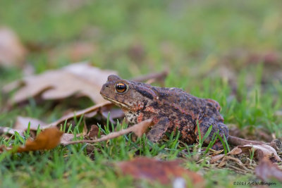 Bufo bufo / Gewone Pad / Common Toad