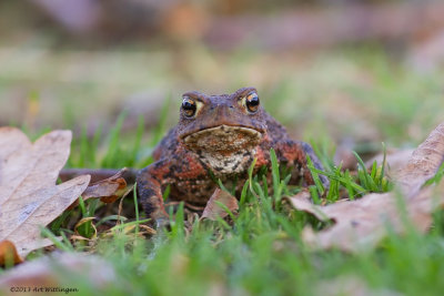 Gewone Pad / Common Toad / Bufo bufo