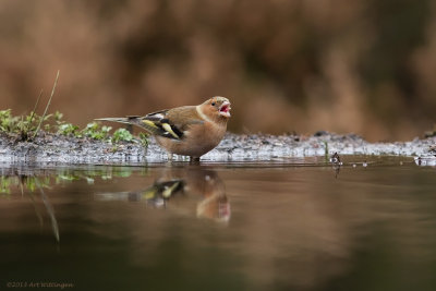 Fringilla coelebs / Vink / Common Chaffinch