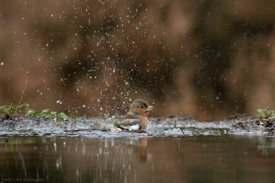 Fringilla coelebs / Vink / Common Chaffinch