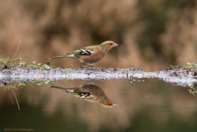 Fringilla coelebs / Vink / Common Chaffinch