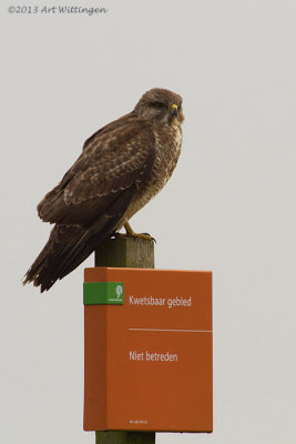 Buteo buteo / Buizerd / Common buzzard