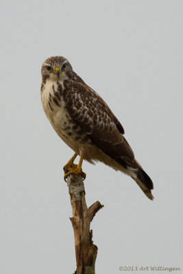 Buteo buteo / Buizerd / Common buzzard