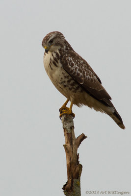 Buteo buteo / Buizerd / Common buzzard