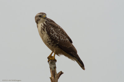 Buteo buteo / Buizerd / Common buzzard
