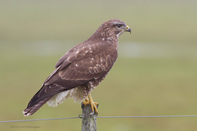 Buteo buteo / Buizerd / Common buzzard