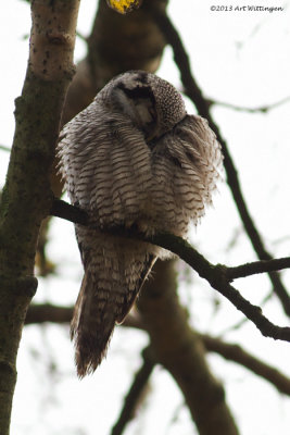 Sperweruil / Nothern Hawk-Owl