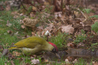 Picus Virdis / Groene Specht / Green Woodpecker