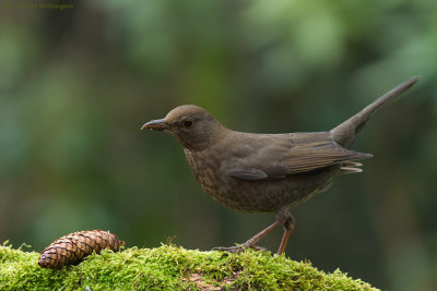 Turdus Merula / Merel / Common Blackbird