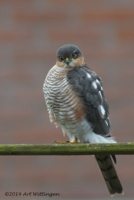 Accipiter nisus / Sperwer / Eurasian Sparrowhawk