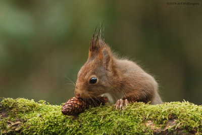 Sciurus Vulgaris / Eekhoorn / Red Squirrel