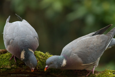 Columba palumbus / Houtduif / Wood pigeon