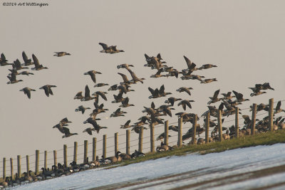 Branta Bernicla / Rotgans / Brent Goose