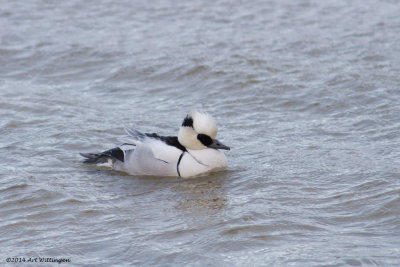 Mergus albellus / Nonnetje / Smew