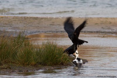 Mergus albellus / Nonnetje / Smew