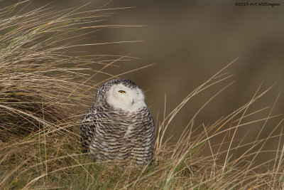 Bubo scandiacus / Sneeuwuil / Snowy owl