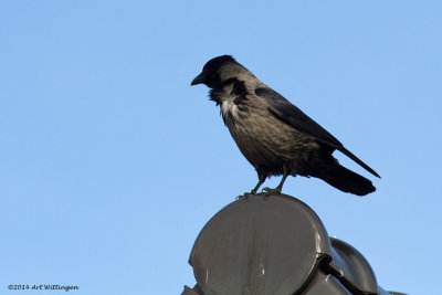 Corvus cornix / Bonte Kraai / Hooded crow