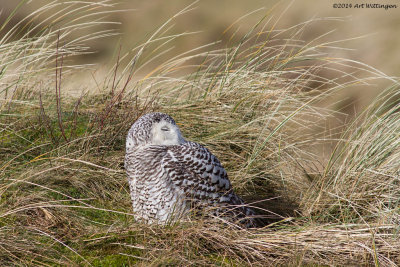 Bubo scandiacus / Sneeuwuil / Snowy owl