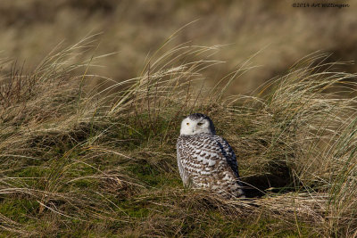 Bubo scandiacus / Sneeuwuil / Snowy owl