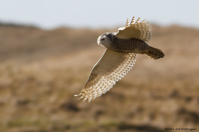 Bubo scandiacus / Sneeuwuil / Snowy owl