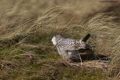 Bubo scandiacus / Sneeuwuil / Snowy owl