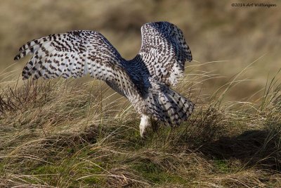 Bubo scandiacus / Sneeuwuil / Snowy owl