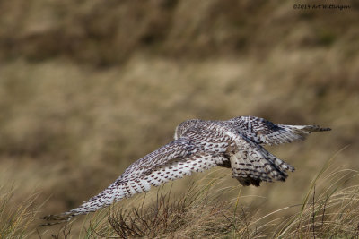 Bubo scandiacus / Sneeuwuil / Snowy owl