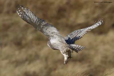 Bubo scandiacus / Sneeuwuil / Snowy owl