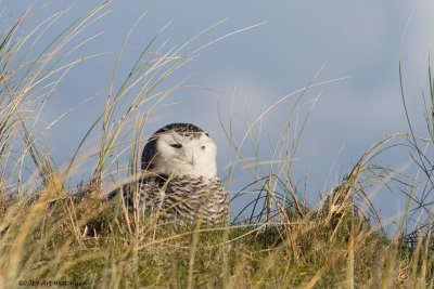 Bubo scandiacus / Sneeuwuil / Snowy owl