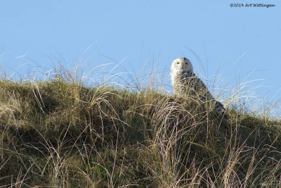 Bubo scandiacus / Sneeuwuil / Snowy owl