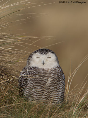 Bubo scandiacus / Sneeuwuil / Snowy owl