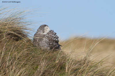 Bubo scandiacus / Sneeuwuil / Snowy owl