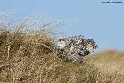 Bubo scandiacus / Sneeuwuil / Snowy owl