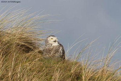 Bubo scandiacus / Sneeuwuil / Snowy owl