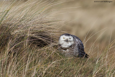 Bubo scandiacus / Sneeuwuil / Snowy owl