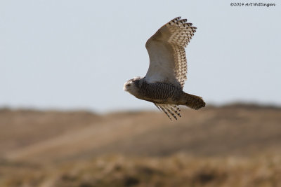 Bubo scandiacus / Sneeuwuil / Snowy owl