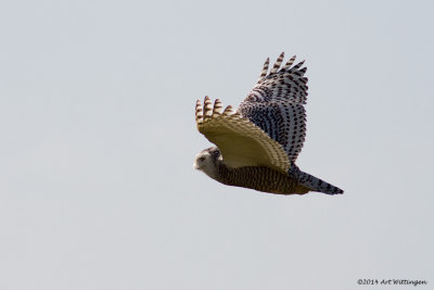 Bubo scandiacus / Sneeuwuil / Snowy owl