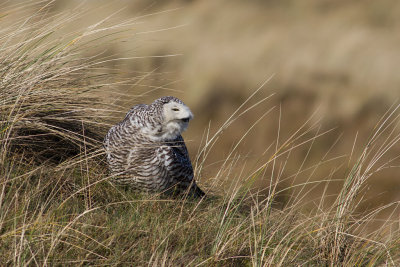 Bubo scandiacus / Sneeuwuil / Snowy owl