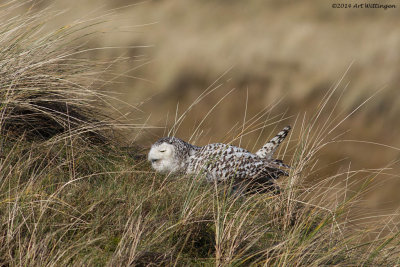 Bubo scandiacus / Sneeuwuil / Snowy owl