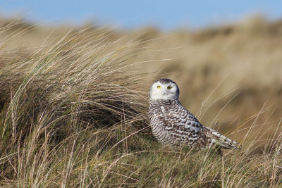 Bubo scandiacus / Sneeuwuil / Snowy owl