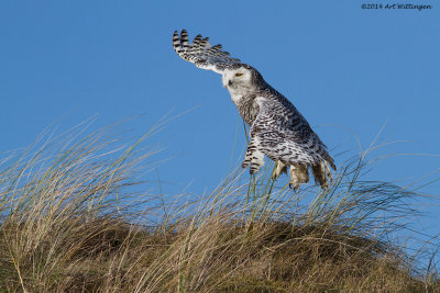 Bubo scandiacus / Sneeuwuil / Snowy owl