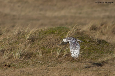 Bubo scandiacus / Sneeuwuil / Snowy owl