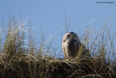 Bubo scandiacus / Sneeuwuil / Snowy owl