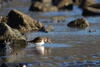 Arenaria interpres / Steenloper / Turnstone