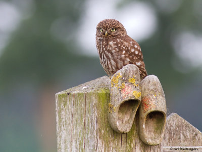 Athene noctua / Steenuil / Little owl