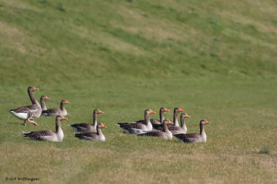 Anser anser / Grauwe gans / Greylag Goose