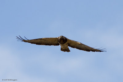 Buteo buteo / Buizerd / Common buzzard