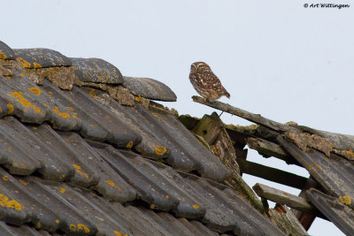 Athene noctua / Steenuil / Little owl