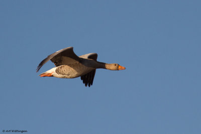 Anser anser / Grauwe gans / Greylag Goose