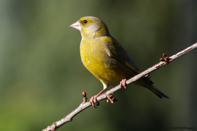 Chloris chloris / Groenling / European Greenfinch